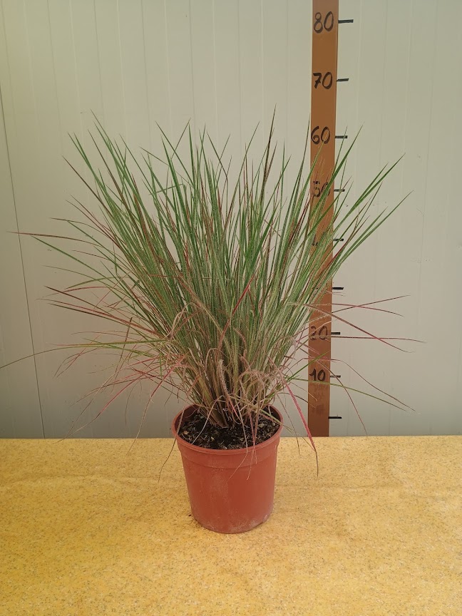 Schizachyrium scoparium HA HA TONKA